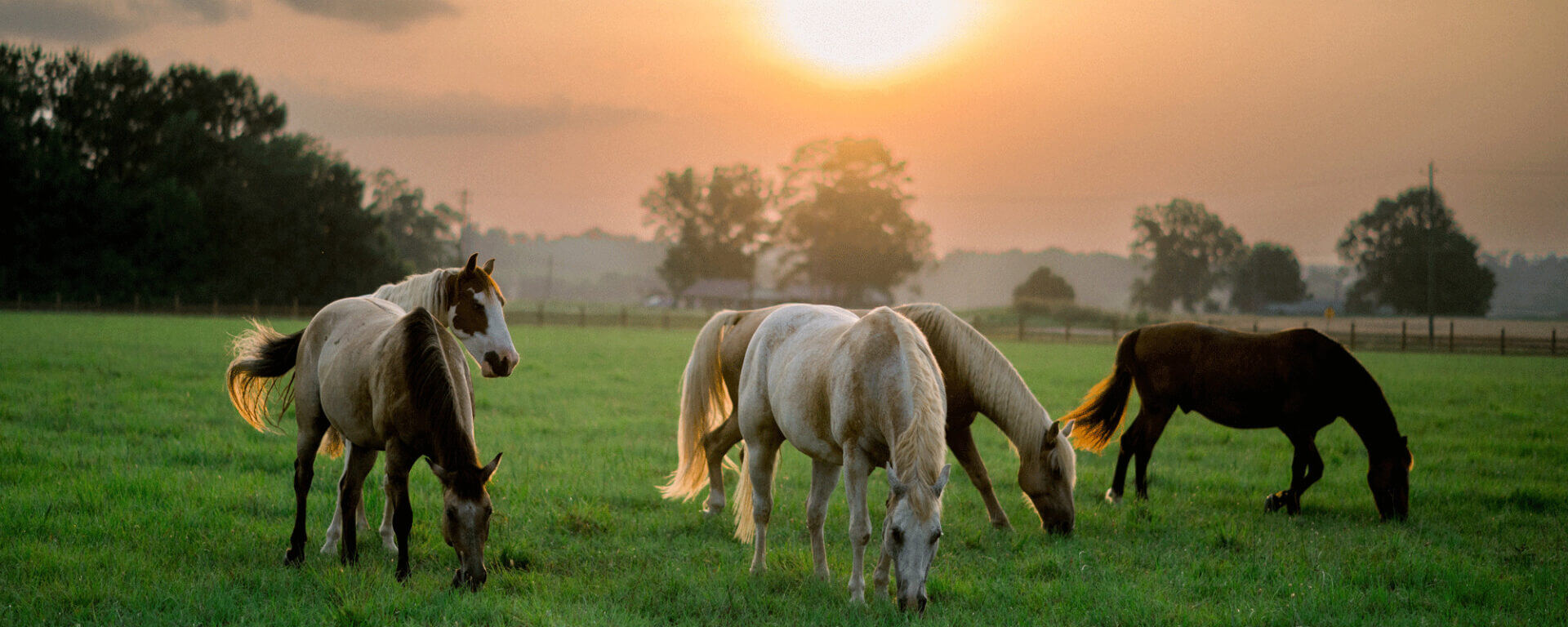 Carpenterfarms 2000x800