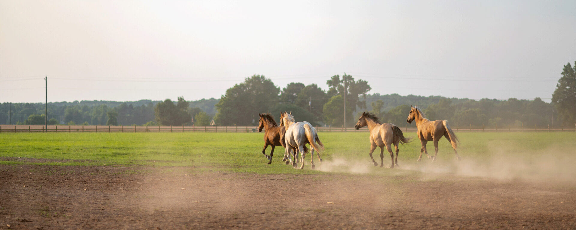 Horses play at Carpenter Farms