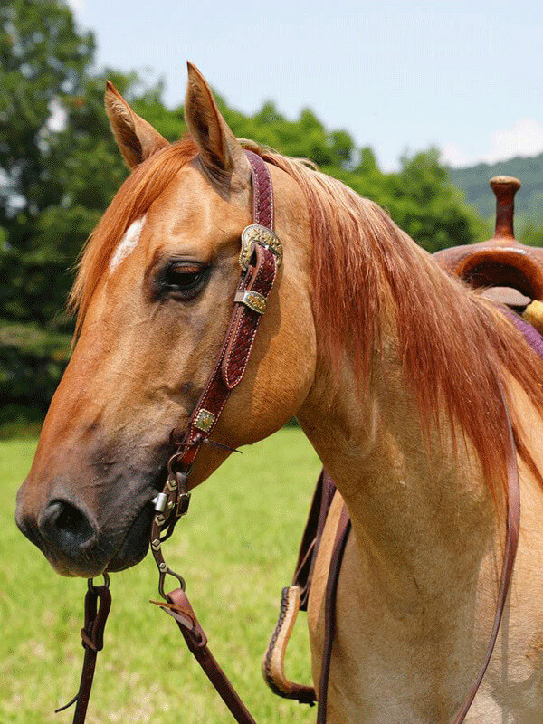 Canyon - Lifetime Horse - Carpenter Farms