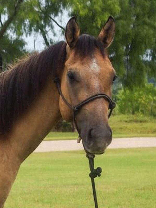 Astro - Lifetime Horse - Carpenter Farms