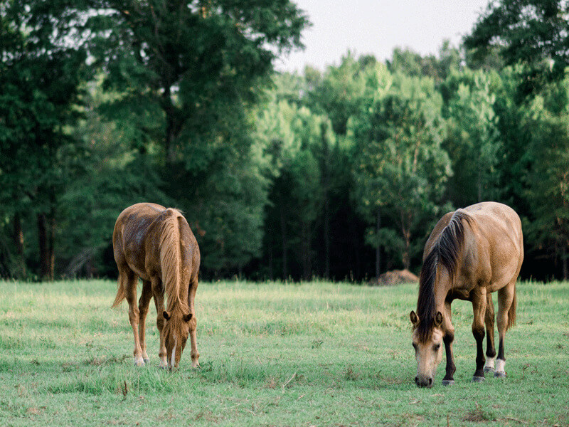 Prospects grazing at Carpenter Farm