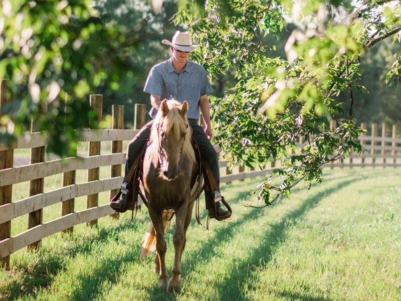 Lifetime Trail Horse at Carpenter Farms