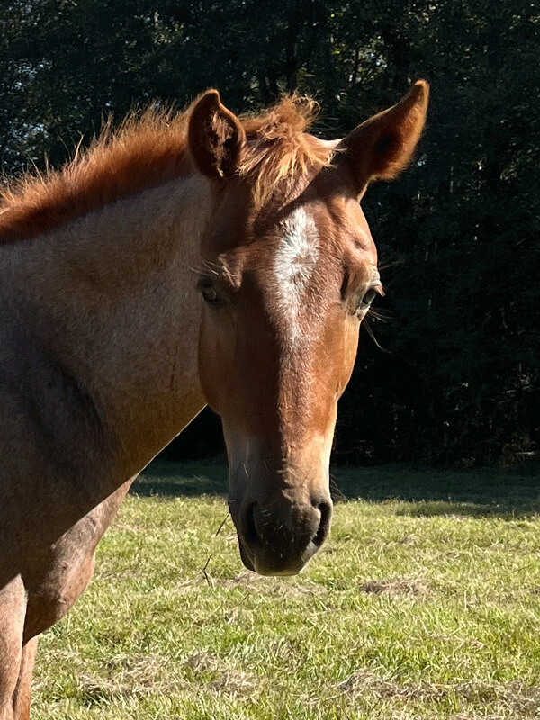 Jack - Weanling - Carpenter Farms