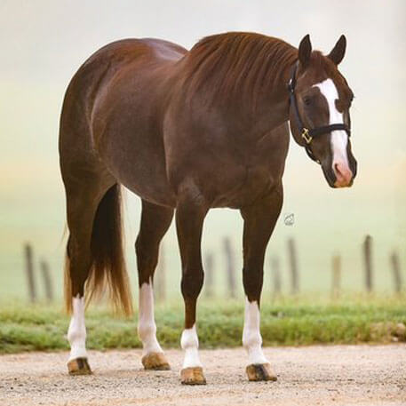 Brown Horse