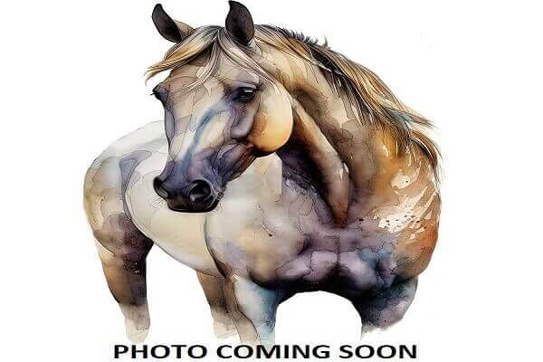 Horse Thumbnail Pcs1
