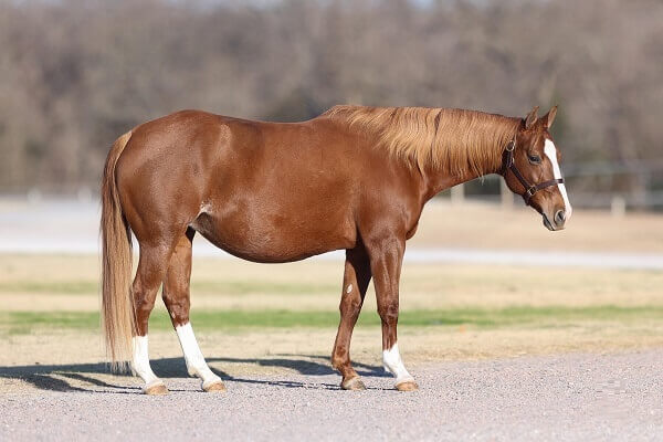 Chickasaw Grace Revised