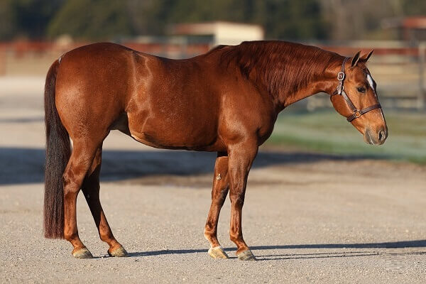 Reyal Money Revised