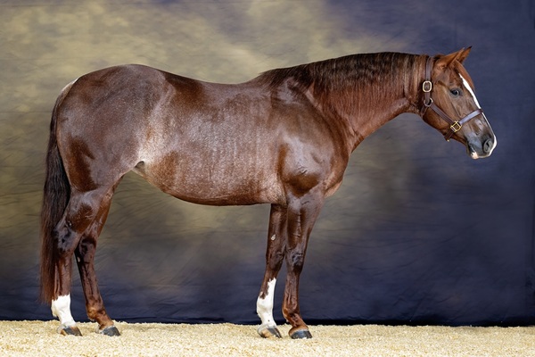 Sweet On Stevie Sale Photo